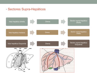 • Sectores Supra-Hepáticos
Veia hepática direita Drena
Sector supra-hepático
direito
Veia hepática mediana Drena Sector supra-hepático
médio
Veia hepática Esquerda Drena
Sector supra-hepático
Esquerdo
 