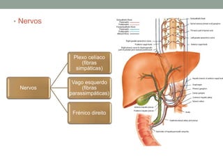 Nervos
Plexo celíaco
(fibras
simpáticas)
Vago esquerdo
(fibras
parassimpáticas)
Frénico direito
• Nervos
 