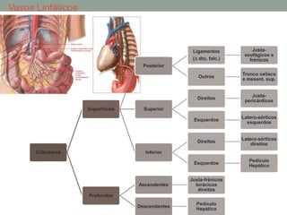 • Vasos Linfáticos
Colectores
Superficiais
Posterior
Ligamentos
( dto, falc.)
Justa-
esofágicos e
frénicos
Outros
Tronco celíaco
e mesent. sup.
Superior
Direitos
Justa-
pericárdicos
Esquerdos
Latero-aórticos
esquerdos
Inferior
Direitos
Latero-aórticos
direitos
Esquerdos
Pedículo
Hepático
Profundos
Ascendentes
Justa-frénicos
torácicos
direitos
Descendentes
Pedículo
Hepático
 