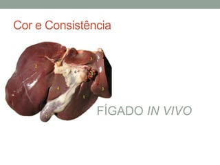 Cor e Consistência
FÍGADO IN VIVO
 