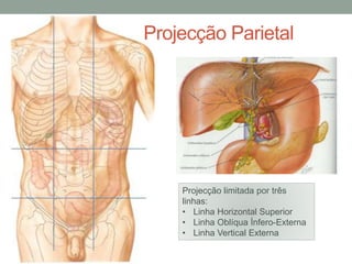 Projecção limitada por três
linhas:
• Linha Horizontal Superior
• Linha Oblíqua Ínfero-Externa
• Linha Vertical Externa
Projecção Parietal
 