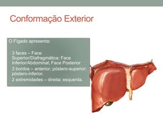 Conformação Exterior
O Fígado apresenta:
• 3 faces – Face
Superior/Diafragmática; Face
Inferior/Abdominal; Face Posterior
• 3 bordos – anterior; póstero-superior;
póstero-inferior.
• 2 extremidades – direita; esquerda.
 