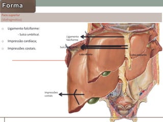 Ligamento
falciforme
o Ligamento falciforme:
- Sulco umbilical.
o Impressão cardíaca;
o Impressões costais.
Ligamento
falciforme
Sulco umbilical
Lobo direito Lobo esquerdo
Impressões
costais
 