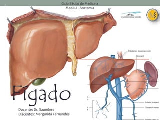 Fígado
Docente: Dr. Saunders
Discentes: Margarida Fernandes
Ciclo Básico de Medicina
Mod.II.I - Anatomia
 