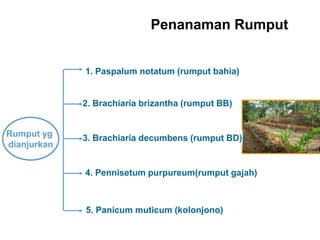 Penanaman Rumput
Rumput yg
dianjurkan
1. Paspalum notatum (rumput bahia)
3. Brachiaria decumbens (rumput BD)
2. Brachiaria brizantha (rumput BB)
4. Pennisetum purpureum(rumput gajah)
5. Panicum muticum (kolonjono)
 