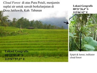 Epipit & lumut, indikator
cloud forest
Lokasi Geografis
08o22’01,8” S
115o07’57,2” E
Lokasi Geografis
08o21’26,4” S
115o06’42” E
Cloud Forest di atas Pura Petali, menjamin
suplai air untuk sawah berkelanjutan di
Desa Jatiluwih, Kab. Tabanan
 