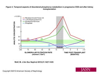 Copyright ©2010 American Society of Nephrology Wolf, M. J Am Soc Nephrol 2010;21:1427-1435 Figure 3. Temporal aspects of disordered phosphorus metabolism in progressive CKD and after kidney transplantation 