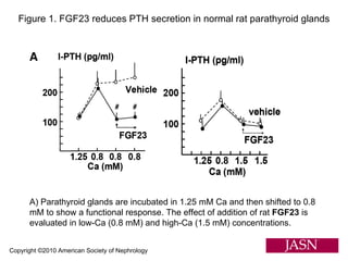 Copyright ©2010 American Society of Nephrology Figure 1. FGF23 reduces PTH secretion in normal rat parathyroid glands A) Parathyroid glands are incubated in 1.25 mM Ca and then shifted to 0.8 mM to show a functional response. The effect of addition of rat  FGF23  is evaluated in low-Ca (0.8 mM) and high-Ca (1.5 mM) concentrations. 