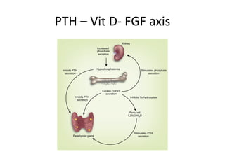 PTH – Vit D- FGF axis 