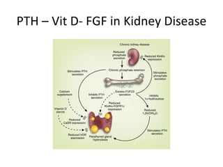 PTH – Vit D- FGF in Kidney Disease 