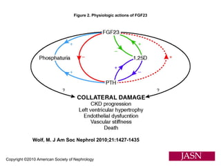 Copyright ©2010 American Society of Nephrology Wolf, M. J Am Soc Nephrol 2010;21:1427-1435 Figure 2. Physiologic actions of FGF23 