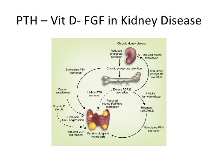 fgf 23 and mortality risk in ckd