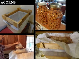 ACORNS
 