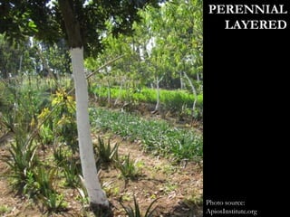 Photo source:
ApiosInstitute.org
PERENNIAL
LAYERED
 
