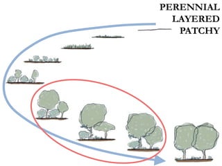 PERENNIAL
LAYERED
PATCHY
 