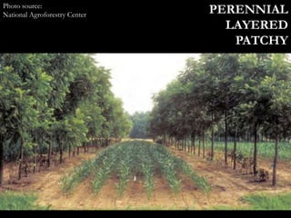 Photo source:
National Agroforestry Center PERENNIAL
LAYERED
PATCHY
 