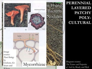 Diagram source:
The Nature and Properties
of Soils by Brady and Weil
Image source:
Plant Biology
by Graham, Graham
and Wilcox
Nitrogen-Fixing
Bacteria
Root Nodules
x
Image
source:
Plant Biology
by
Graham, Gr
aham and
Wilcox
Mycorrhizae
PERENNIAL
LAYERED
PATCHY
POLY-
CULTURAL
 