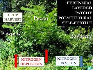 Pawpaw
Pecan
Bayberry
NITROGEN
DEPLETION
NITROGEN
FIXATION
CROP
HARVEST
PERENNIAL
LAYERED
PATCHY
POLYCULTURAL
SELF-FERTILE
 