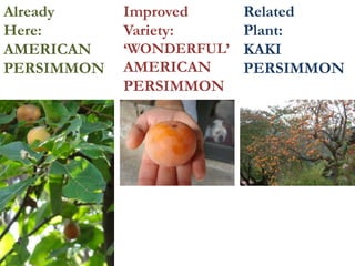 Already
Here:
AMERICAN
PERSIMMON
Improved
Variety:
‘WONDERFUL’
AMERICAN
PERSIMMON
Related
Plant:
KAKI
PERSIMMON
 