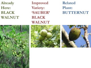 Already
Here:
BLACK
WALNUT
Improved
Variety:
‘SAUBER’
BLACK
WALNUT
Related
Plant:
BUTTERNUT
 