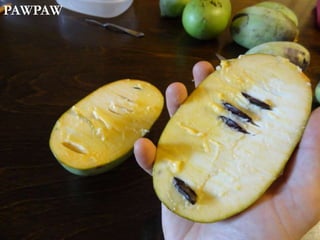 PAWPAW
 
