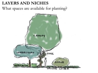 LAYERS AND NICHES
What spaces are available for planting?
 