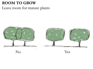ROOM TO GROW
Leave room for mature plants
No Yes
 