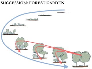 SUCCESSION: FOREST GARDEN
 