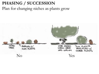 PHASING / SUCCESSION
Plan for changing niches as plants grow
No Yes
 