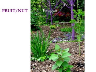 Pawpaw
Pecan
Strawberry
FRUIT/NUT
 