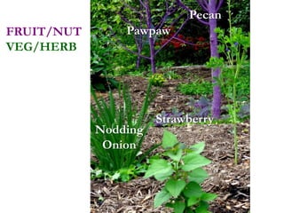 Pawpaw
Pecan
Strawberry
Nodding
Onion
FRUIT/NUT
VEG/HERB
 