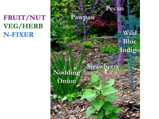 Pawpaw
Pecan
Wild
Blue
Indigo
Strawberry
Nodding
Onion
FRUIT/NUT
VEG/HERB
N-FIXER
 
