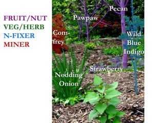 Pawpaw
Pecan
Wild
Blue
Indigo
Strawberry
Nodding
Onion
Com-
frey
FRUIT/NUT
VEG/HERB
N-FIXER
MINER
 