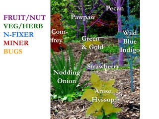 Pawpaw
Pecan
Wild
Blue
Indigo
Strawberry
Anise
Hyssop
Nodding
Onion
Com-
frey Green
& Gold
FRUIT/NUT
VEG/HERB
N-FIXER
MINER
BUGS
 