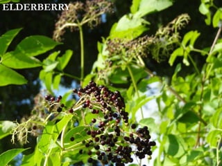 ELDERBERRY
 
