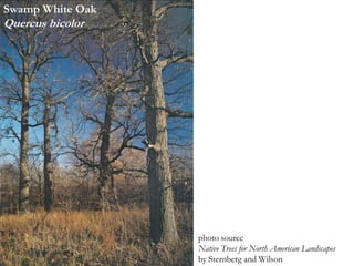 Swamp White Oak
Quercus bicolor
photo source
Native Trees for North American Landscapes
by Sternberg and Wilson
 