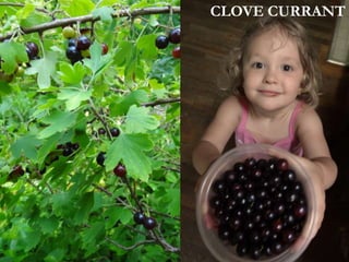 CLOVE CURRANT
 