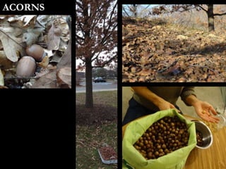 ACORNS
 