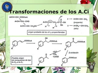 Transformaciones de los A.Ci
 