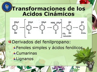 Transformaciones de los
Acidos Cinámicos
Derivados del fenilpropano:
Fenoles simples y ácidos fenólicos.
Cumarinas
Lignanos
 