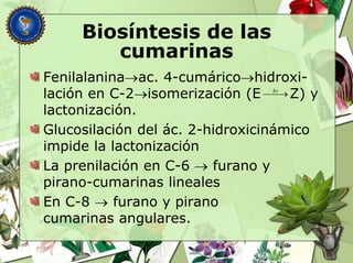 Biosíntesis de las
cumarinas
Fenilalaninaac. 4-cumáricohidroxi-
lación en C-2isomerización (E Z) y
lactonización.
Glucosilación del ác. 2-hidroxicinámico
impide la lactonización
La prenilación en C-6  furano y
pirano-cumarinas lineales
En C-8  furano y pirano
cumarinas angulares.
hv

 