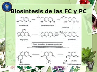 Biosíntesis de las FC y PC
 