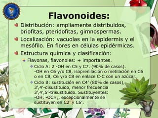 Flavonoides:
Distribución: ampliamente distribuidos,
briofitas, pteridofitas, gimnospermas.
Localización: vacuolas en la epidermis y el
mesófilo. En flores en células epidérmicas.
Estructura química y clasificación:
Flavonas, flavonoles: + importantes.
Ciclo A: 2 -OH en C5 y C7. (90% de casos).
-OH en C6 y/o C8, isoprenilación o metilación en C6
o en C8, C6 y/o C8 en enlace C-C con un azúcar.
Ciclo B: sustitución en C4’ (80% de casos),
3’,4’-disustituido, menor frecuencia
3’,4’,5’-trisustituido. Sustituyentes:
-OH, -OCH3, excepcionalmente se
sustituyen en C2’ y C6’.
 