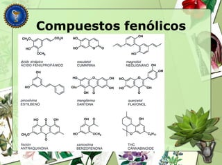 Compuestos fenólicos
 