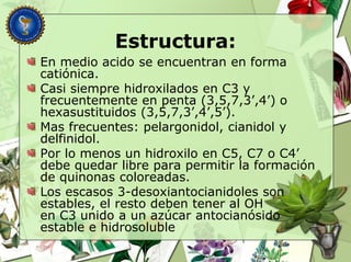 Estructura:
En medio acido se encuentran en forma
catiónica.
Casi siempre hidroxilados en C3 y
frecuentemente en penta (3,5,7,3’,4’) o
hexasustituidos (3,5,7,3’,4’,5’).
Mas frecuentes: pelargonidol, cianidol y
delfinidol.
Por lo menos un hidroxilo en C5, C7 o C4’
debe quedar libre para permitir la formación
de quinonas coloreadas.
Los escasos 3-desoxiantocianidoles son
estables, el resto deben tener al OH
en C3 unido a un azúcar antocianósido
estable e hidrosoluble
 