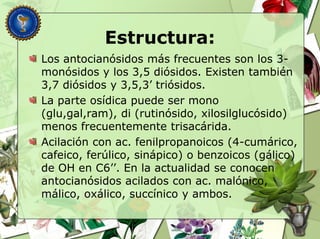 Estructura:
Los antocianósidos más frecuentes son los 3-
monósidos y los 3,5 diósidos. Existen también
3,7 diósidos y 3,5,3’ triósidos.
La parte osídica puede ser mono
(glu,gal,ram), di (rutinósido, xilosilglucósido)
menos frecuentemente trisacárida.
Acilación con ac. fenilpropanoicos (4-cumárico,
cafeico, ferúlico, sinápico) o benzoicos (gálico)
de OH en C6’’. En la actualidad se conocen
antocianósidos acilados con ac. malónico,
málico, oxálico, succínico y ambos.
 