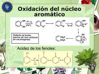Oxidación del núcleo
aromático
Acidez de los fenoles:
OH
OH-
H2O
O O O
 