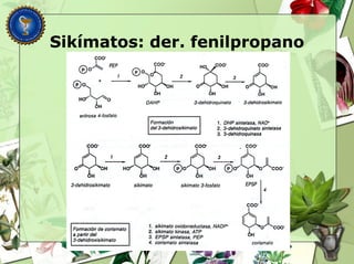 Sikímatos: der. fenilpropano
 