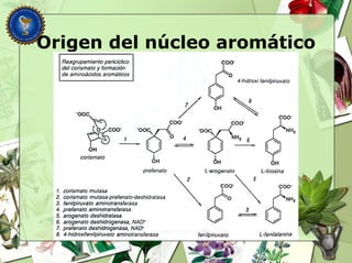 Origen del núcleo aromático
 