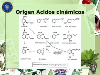 Origen Acidos cinámicos
 